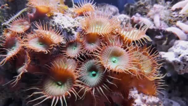 按钮的软珊瑚和硬珊瑚在海底 海底与Zoanthus 水下航海动物 水生全景 海藻和珊瑚礁 水族馆游泳鱼的镜头 — 图库视频影像