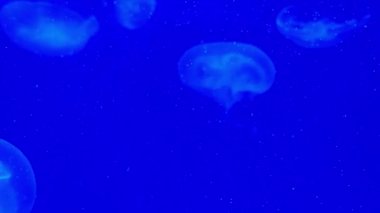 Subphylum Medusozoa mavi tuzlu su akvaryumunda yüzen. Okyanus derinliğinde yüzen parlak denizanaları zarif. Medusas görüntüleri yavaş yavaş tank hareket, deniz deniz şeffaf yaratıklar