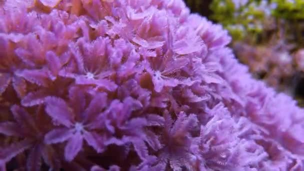 Xenia ピンクの花で柔らかいサンゴを汲み上げますHeteroxenia Fuscescens水中世界でルビーレッドのパルプサンゴ AlcyonacearまたはAlcyonaria Octocoralia Sea Life Onフッテージ — ストック動画