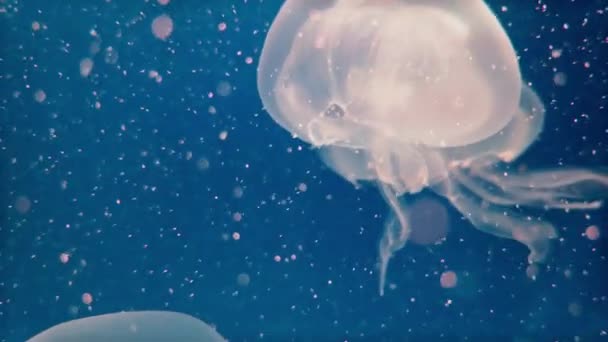 Medusas Blancas Flotando Las Profundidades Del Océano Medusas Acuario Filmación — Vídeos de Stock