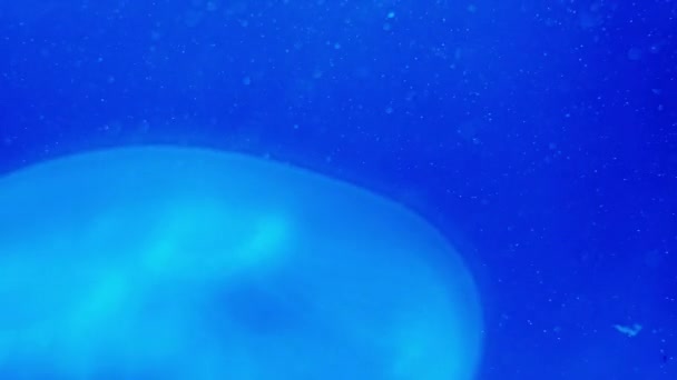漂浮在水族馆中的美杜莎或水母的特写 水下头足类动物 透明海果冻 有毒或有毒的亚植物梅杜索动物与触角 海洋有毒无脊椎动物的录像 — 图库视频影像