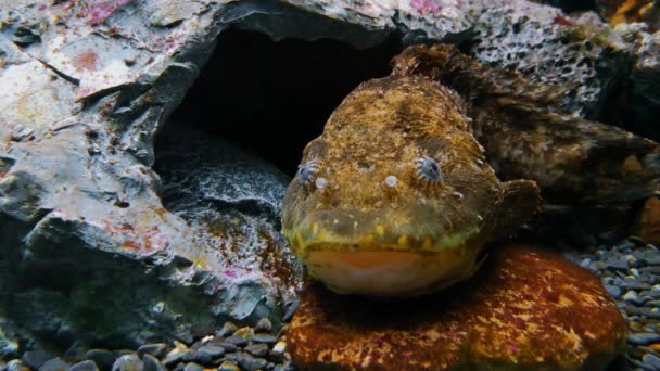 巨型老鳗鱼 水族馆洞穴中的海洋鱼 行动素的轮廓与豹状斑点 咸水水生鱼在硬珊瑚 海底的叫喊洛茅斯海底动物的录像 — 图库视频影像