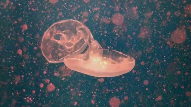 Glowing Umbrella Shaped Medusa Dark Sea Waters Footage Wildlife Jellyfish — Stock Video