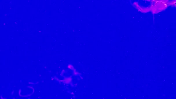 夜のクラゲ 暗い海の中を泳ぐ海のゼリー 触手を持つ水中動物 水族館で透明な逆葉有毒ゼリー魚 メデューサス 海の深さの映像 — ストック動画
