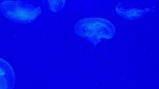漂浮在蓝色海水水族馆的梅杜索佐亚亚 发光的水母优雅地漂浮在海洋深处 在坦克中缓慢移动的地中海的录像 海洋航海透明生物 — 图库视频影像