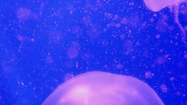 Closeup Common Jellyfish Aurelia Aurita Brown Night Light Waters Moon — Stock Video