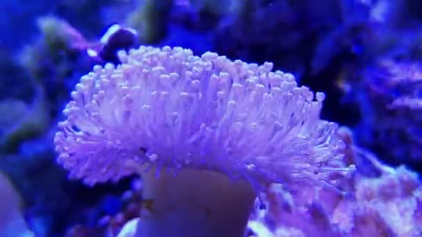 Taburete Cuero Coral Acuario Agua Salada Hongo Taza Púrpura Coral — Vídeo de stock