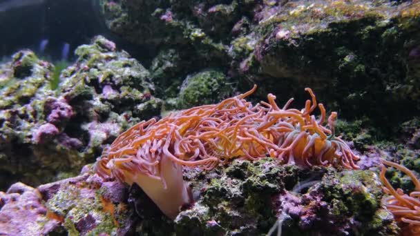 Anemonia Sulcata Beadlet Anemone Actinia Equina Filmación Corales Blandos Duros — Vídeo de stock