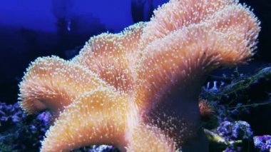 Toadstool mantar deri mercan, parlayan Euphyllia glabrescens. Derin akvaryum sularında şemsiye deri mercan, Sarcophyton spp. görüntüleri. Sualtı dünyası, acropora oğlak ve deniz yosunları