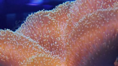 Parlayan deri mercan, toadstool mantar parlayan polip closeup. Sarcophyton spp. ailesinin görüntüleri, derinlemesine akvaryumda pocillopora montipora. Sualtı faunası ve sahil manzarası, deniz yosunları