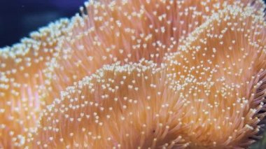 Yumuşak parlayan deri mercan, su altı görüntüleri yakın çekim. Derin deniz dibinde deri mantar toadstool mercan, tuzlu su akvaryumu. Sualtı deniz yosunu veya bitki, dokunaçları ile deniz organizması