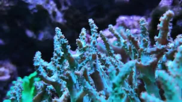 Catalaphyllia Jardinei Closeup Underwater Corals Deep Blue Sea Waters Footage — Stock Video