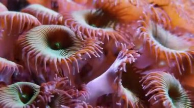 Düğme polip zoanthids, deniz alt yumuşak mercan resifleri arka plan. Sualtı yosun ve bitkiler, deniz faun, Zoanthus sp ile Seabed ... Akvaryumda deniz derin su yaşamı Görüntüleri, su panoraması