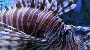 Pterois veya ortak aslan balığı, mavi akvaryum sularında zebra balığı yakın çekim. Deniz buttom, deniz manzarası ve balık sualtı dünyasında yüzen ateş balığı veya hindi balığı, lezzetli balık veya kelebek-morina görüntüleri