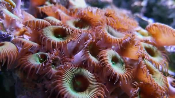 紫色のボタンポリープ 水族館の水中軟らかいサンゴゾアンティッドのプロトファリトオアムツキ 海洋水生ゾアンサスSp ゾアスまたはシーマットサンゴの映像 海藻や植物 ポリープ付き海底 — ストック動画