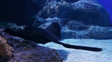 Kırbaç taşların ve yosunların arasında akvaryumda yüzen vatozlar. Dasyatidae familyasından balıklar, yassı vücutlu ve uzun zehirli tırtıklı omurgalı, sualtı dünyası