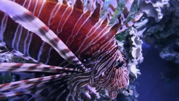 常见的狮子鱼 在水下游泳的蝴蝶鳕鱼 在水族馆水箱中用硬珊瑚的斑马鱼的特写镜头 美味的鱼 火鱼或火鸡鱼 带红色 白色颜色警告的紫杉 — 图库视频影像