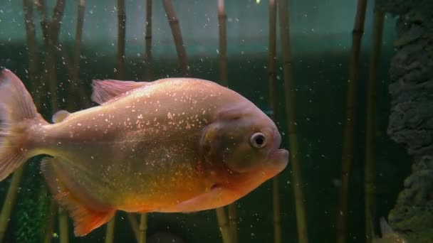 皮兰哈淡水鱼在水族馆游泳 深体鱼的素材 牙齿非常锋利 可怕的捕食者 皮戈森特鲁斯纳特雷里 水下野生动物危险动物 巨瘤巨兽 — 图库视频影像