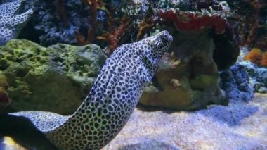 Gymnothorax Favagineus, sert mercanların arasında benekli yılanbalığı. Leopar benekli Muraenidae. Benekli beyaz cong moringa, su altı akvaryumunda dev moray-yılan balığı, tessellate veya balpeteği moray