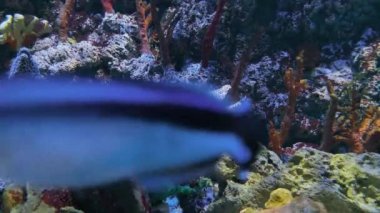 Sert mercanlar arasında benekli moray eel, lekeler gibi leopar ile Actinopterygii. Akvaryumda deniz balığı. Gymnothorax moringa, dev eski moray-eel, sualtı. Conger, benekli beyaz cong çeneli moray