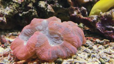 Plaka mercan ecosia, montipora oğlak. Görüntüleri kırmızı monti vazo kap mercan veya deniz dibinde kaplama montipora, mavi akvaryum suları. Sualtı dünyası ve sert mercan resifleri, deniz deniz manzarası