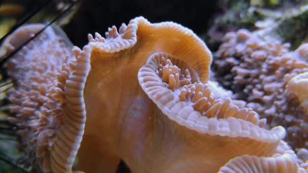 Sarcophyton Guarda Chuva Pólipo Couro Aquário Filmagem Scleractinia Toadstool Coral — Vídeo de Stock