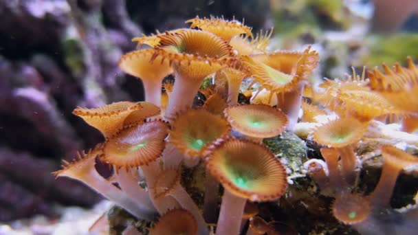 Pulsante Zoantidi Acquario Invertebrati Polipi Filmati Specie Zoanthus Zoas Coralli — Video Stock