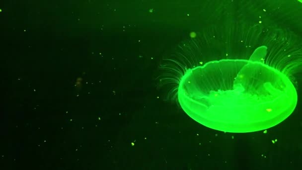 Medusozoa vibrant green glowing jellyfish footage — Stock Video