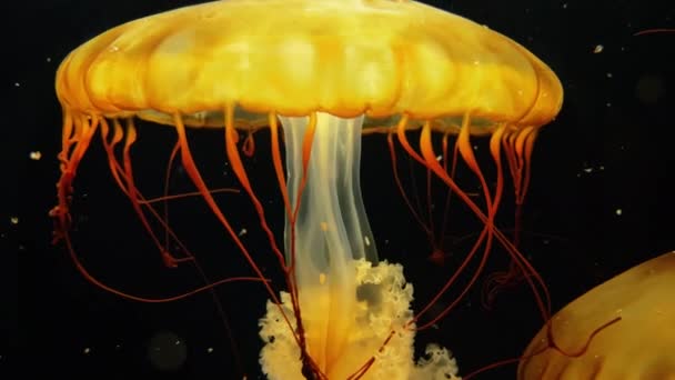 Ortie marine, méduses jaunes scyphozoaires planctoniques — Video