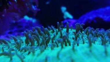 Galaxea sp., acropids büyük polip taşlı mercanlar