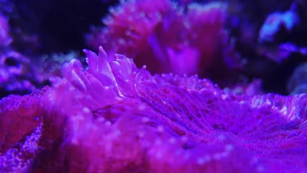 Fungiidae, purple mushroom colonial pulsing coral — Stock Video