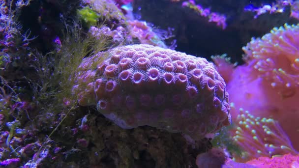 Oxypora sp. rosa coral submarino, cáliz faviids — Vídeo de stock