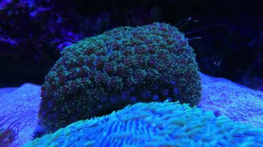 Mantar, mor mantar kolonyal pulsing mercan