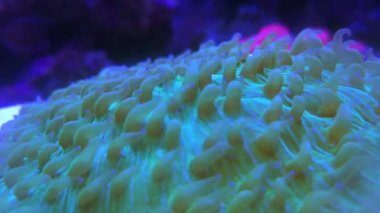 Heliofungia actiniformis bej uzun dokunaç mercan