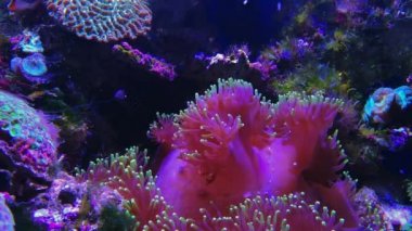 Euphyllia glabrescens Fungiids pembe mantar mercan