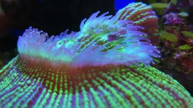 Kısa tentacle disk mercan Heliofungia actiniformis