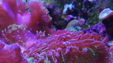 Mantarlar pembe ucu meşale mercan. Akvaryum, sualtı