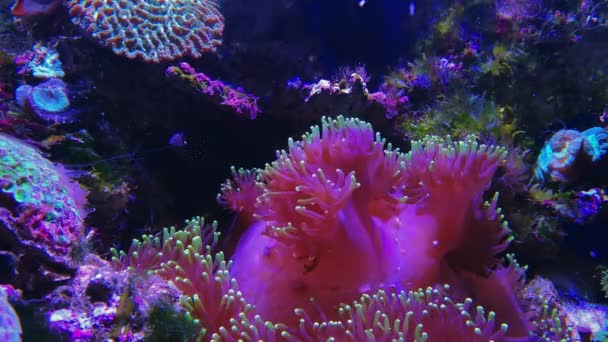 Euphyllia glabrescens Fungiídeos coral cogumelo rosa — Vídeo de Stock