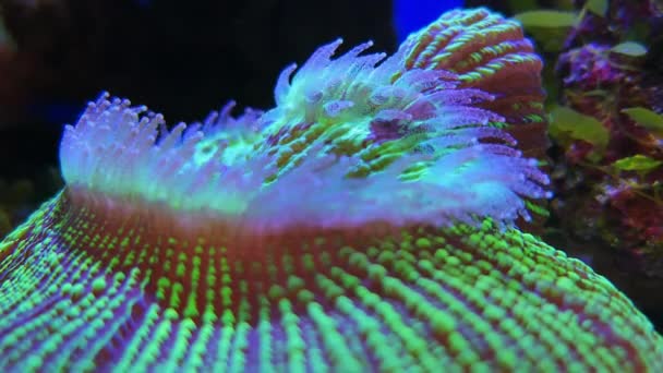 Kısa tentacle disk mercan Heliofungia actiniformis — Stok video