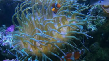 Galaxea sp., acropids taşlı mercanlar ve anemonefish