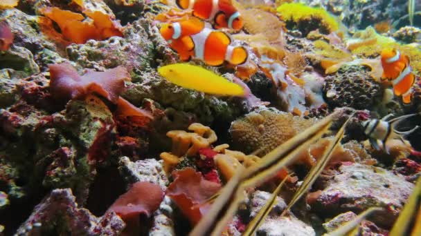 水族館のピエロ魚とアンフィプリオンペリデリオン — ストック動画
