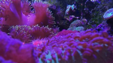 Mantar, pembe büyük polip taşlı sömürge mercan
