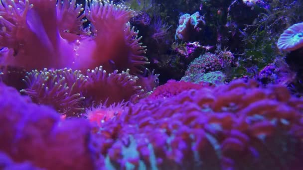 Fungiidae, coral colonial de piedra pólipo grande rosa — Vídeo de stock