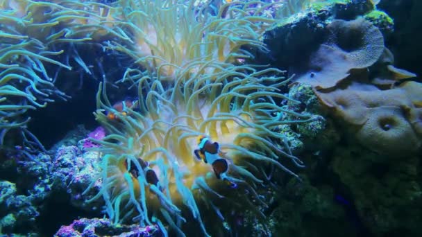 Beige kort Tentacle korall och clown fisk, Sealife — Stockvideo