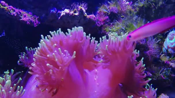 Ikan perideraion Amphiprion merah muda Oxypora — Stok Video