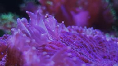 Akvaryumda Mussidae taşlı mercanlar, mor deniz yosunları