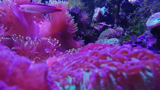 Amphiprion perideraion, Fungiidae mushroom coral — Stock Video