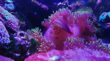 Euphyllia glabrescens Fungiids pembe mantar mercan