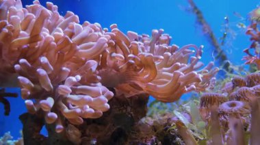 Uçları ile pembe pulsing mercan, su deniz manzarası