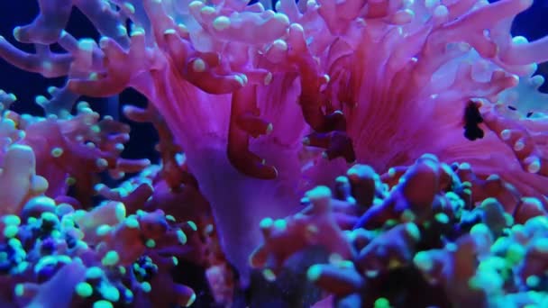 Dicas cor-de-rosa euphyllia cogumelo colônia pulsando coral — Vídeo de Stock